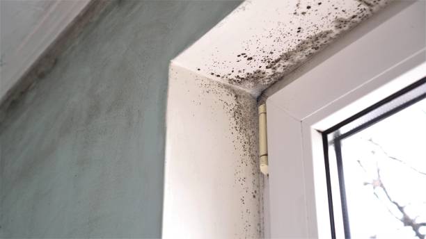 Best Same-Day Mold Removal  in Fairview, GA