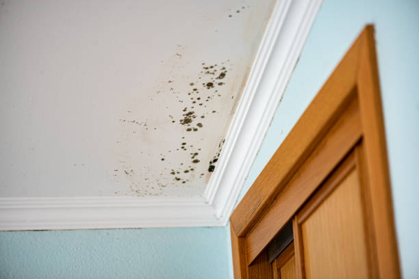 Best Best Mold Removal Companies  in Fairview, GA
