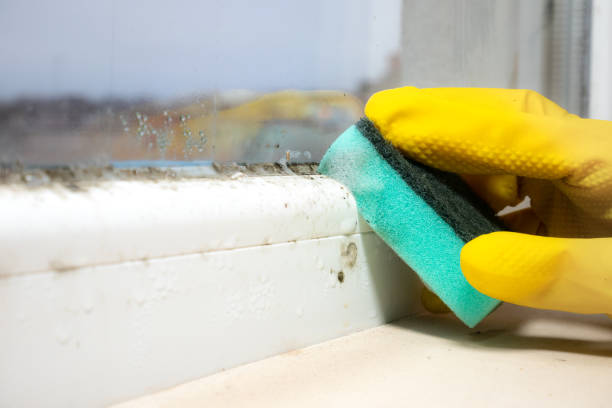 Best Commercial Mold Removal  in Fairview, GA