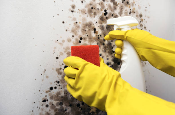 Best Fast Mold Removal  in Fairview, GA