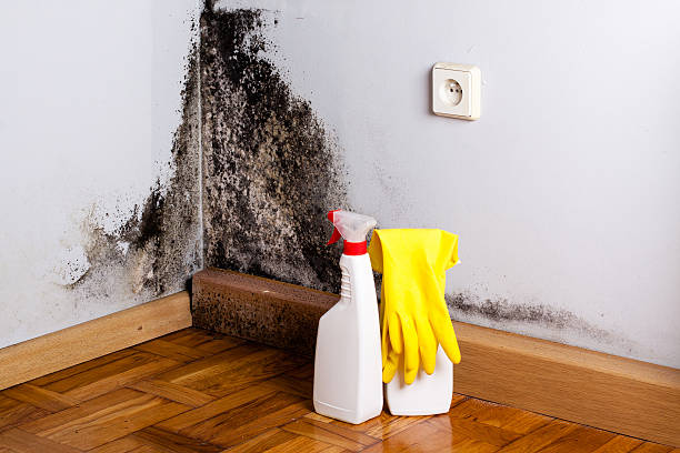 Best Mold Removal Company Near Me  in Fairview, GA