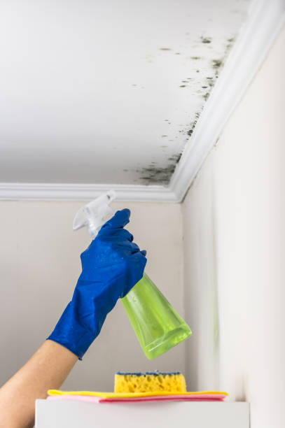 Best Mold Testing  in Fairview, GA